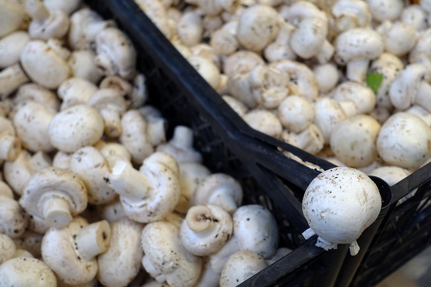 A technician inspecting mushrooms with a checklist.